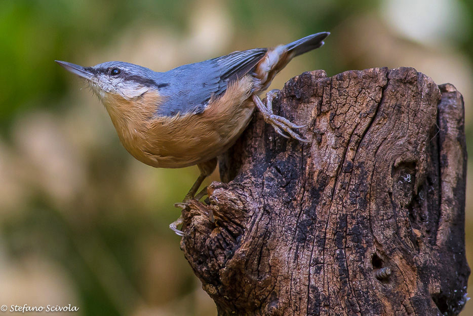 Picchio muratore (Sitta europaea)