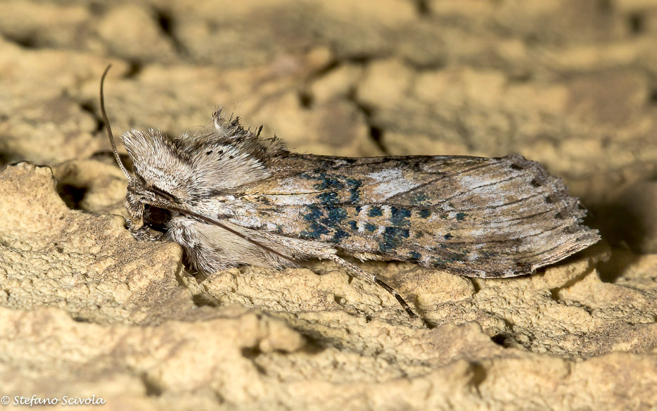 Cucullia absinthii (Noctuidae)