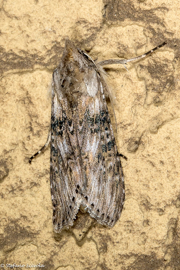 Cucullia absinthii (Noctuidae)