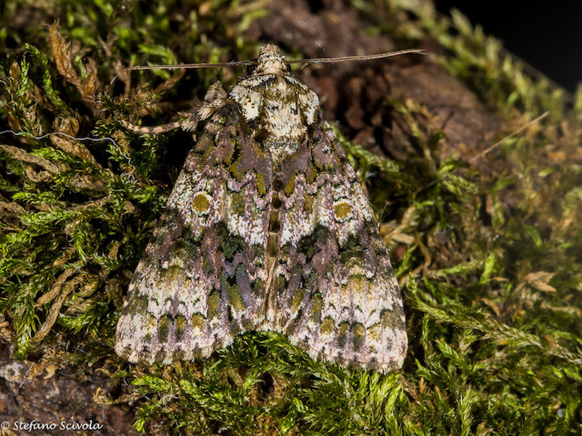 Craniophora ligustri (Noctuidae)