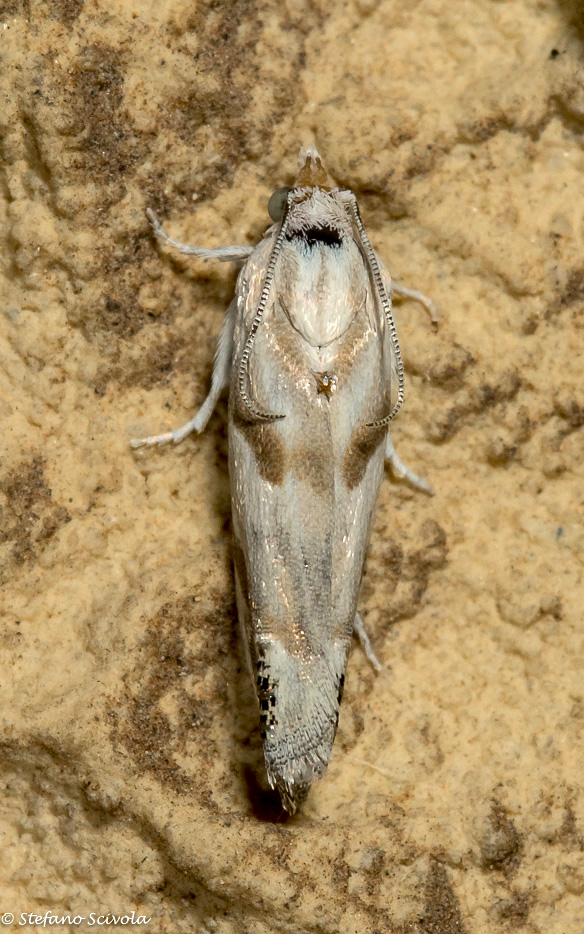 Eucosma pupillana - Tortricidae