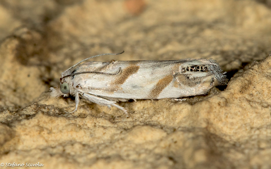 Eucosma pupillana - Tortricidae