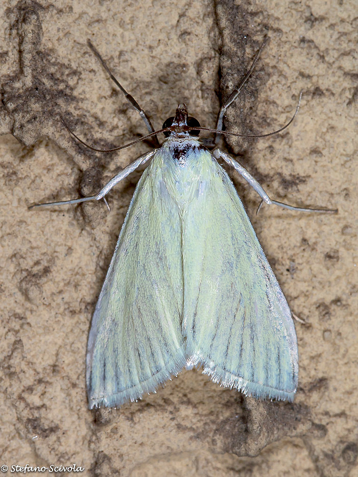 Sitochroa palealis (cfr.), Crambidae