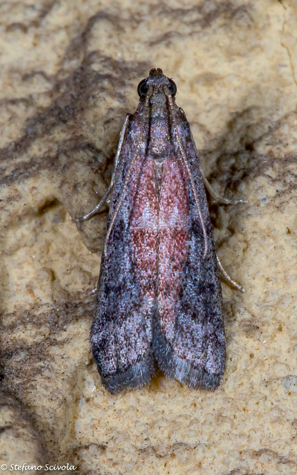 Ephestia sp. E. unicolorella - Pyralidae