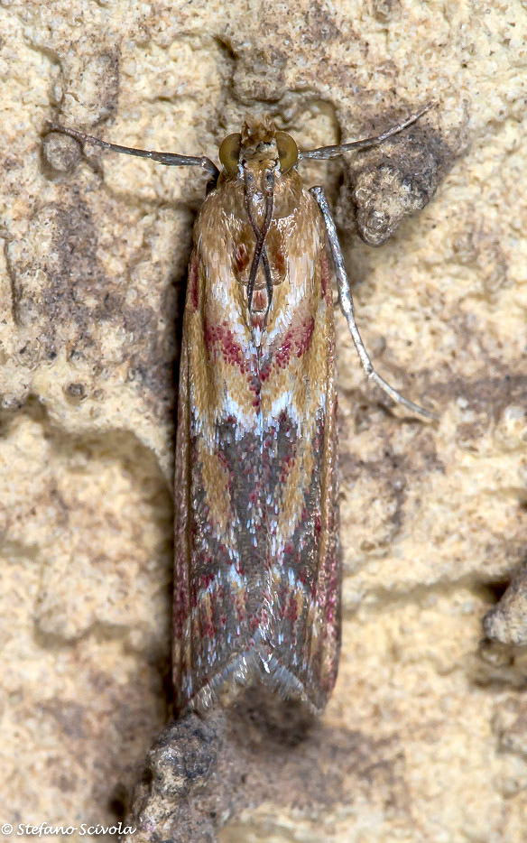 Due Pyralidae