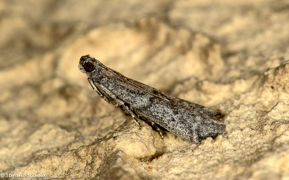 Due Pyralidae