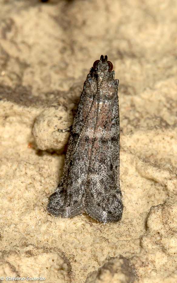 Due Pyralidae