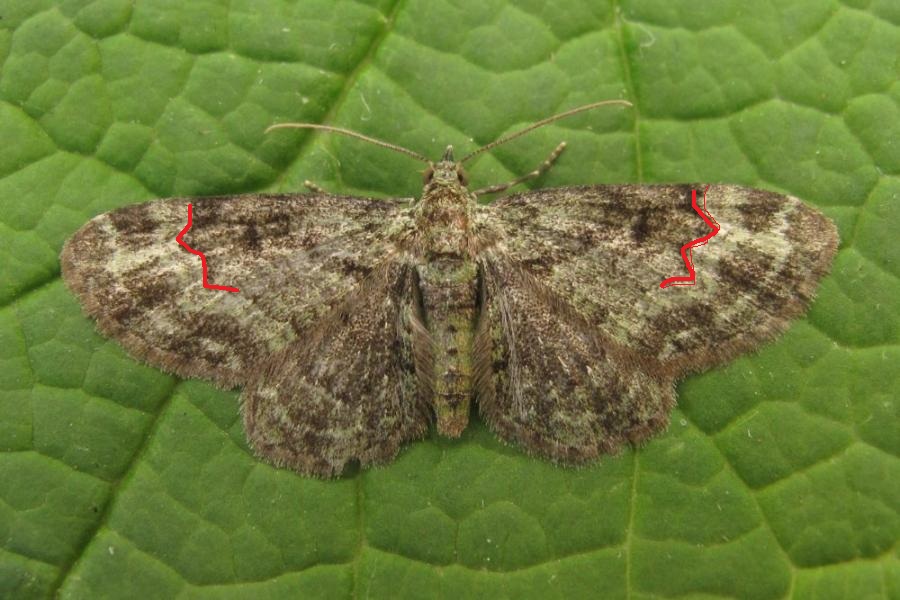 Geometridae da identificare - Pasiphila sp.