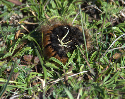 Larva da id - Macrothylacia rubi