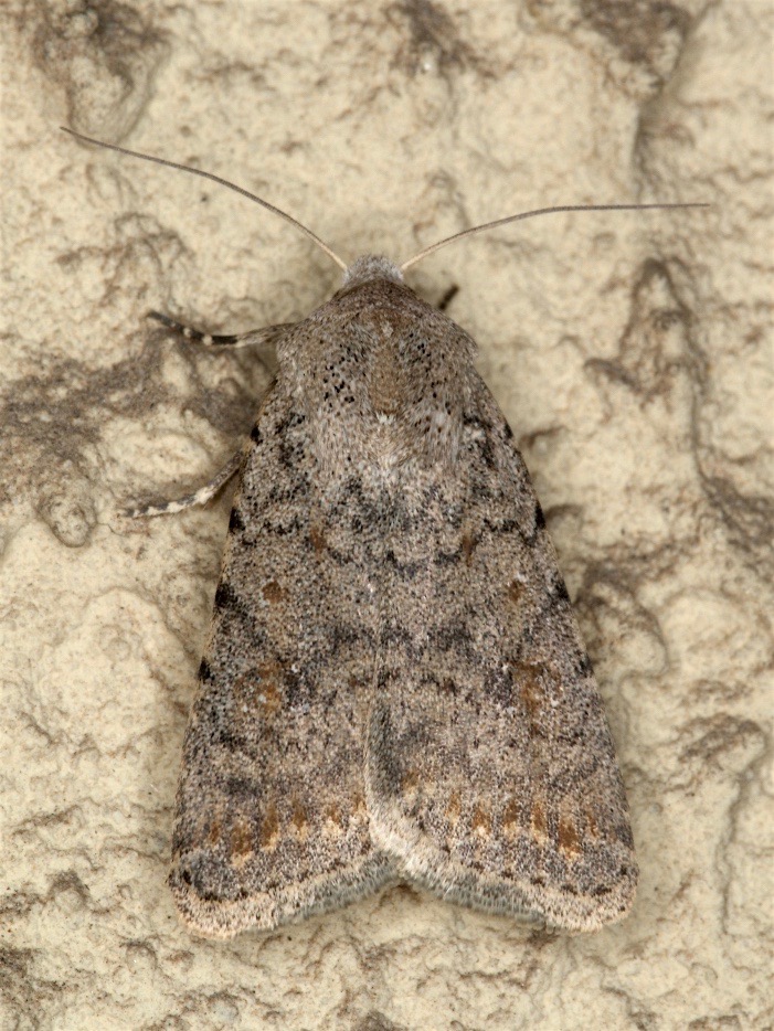 Noctuidae - Caradrina (Paradrina) cf. clavipalpis