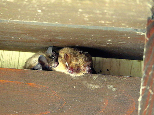 Chiroptera da id.