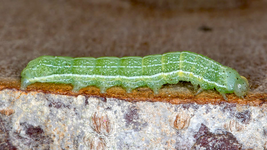 Aiuto id. larva 2 - Orthosia sp., Noctuidae