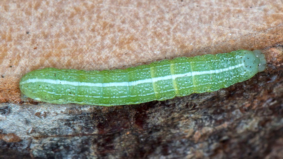 Aiuto id. larva 2 - Orthosia sp., Noctuidae