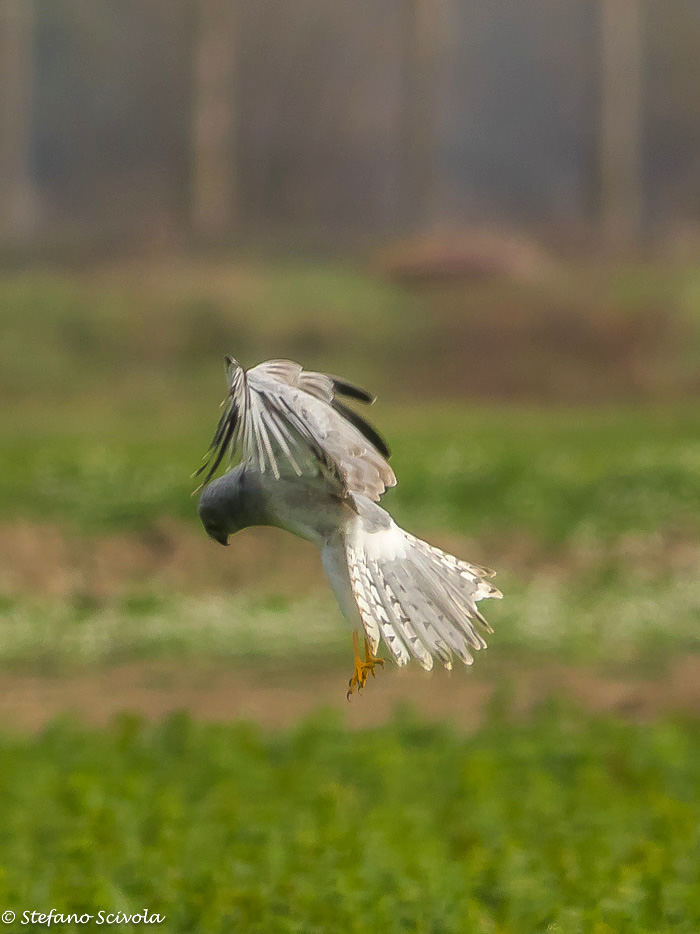 Albanella reale (Circus cyaneus)  ♂