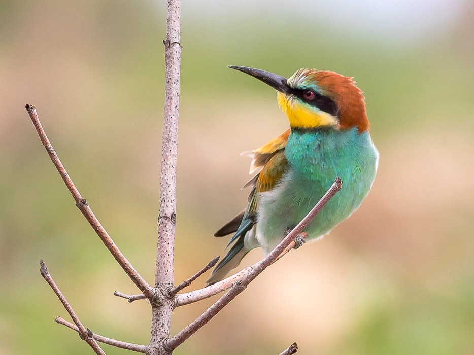 Gruccione (Merops apiaster)