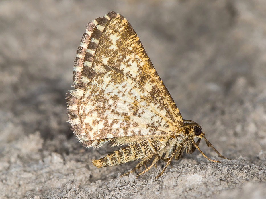 Heliomata glarearia - Geometridae