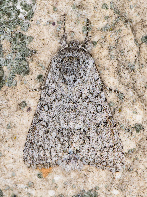 Acronicta euphorbiae - Noctuidae