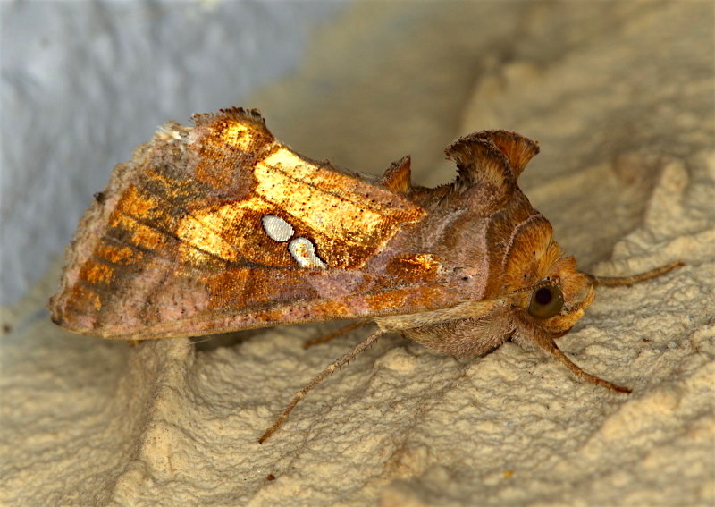 Heterocera 