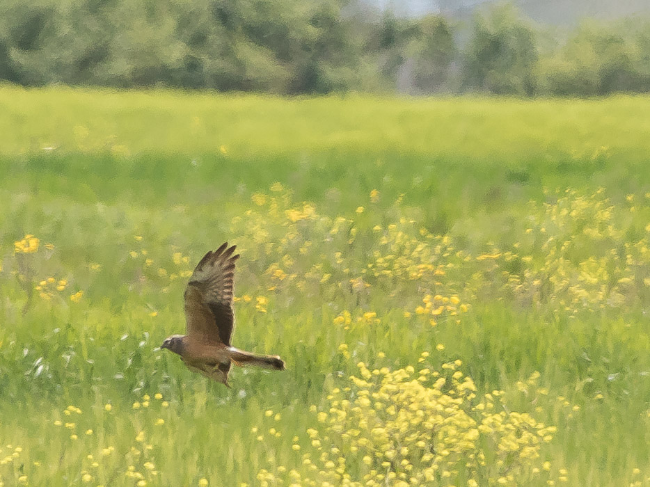 Albanella da id.