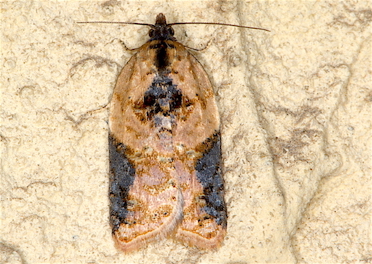 Tortricidae e prove tecniche - Acleris cfr. laterana