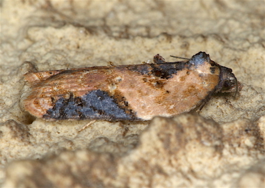 Tortricidae e prove tecniche - Acleris cfr. laterana