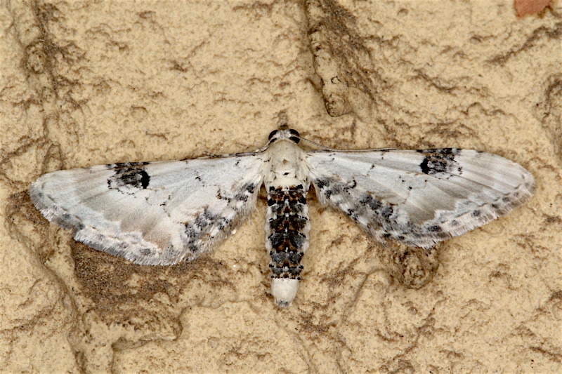 Geometridae - Eupithecia centaureata