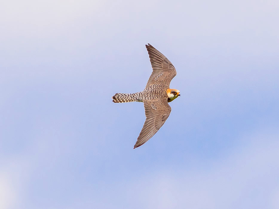 Falco cuculo (Falco vespertinus) ♂ e ♀