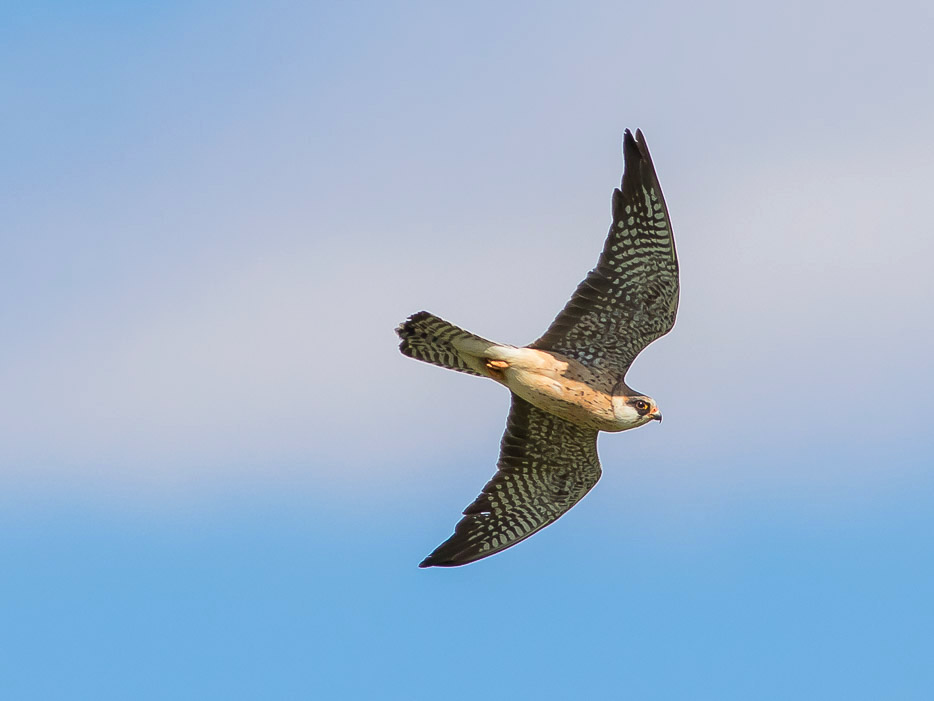 Falco cuculo (Falco vespertinus) ♂ e ♀