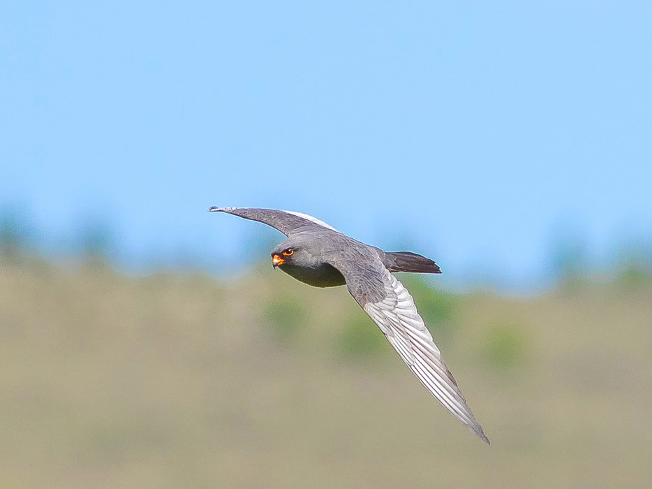 Falco cuculo (Falco vespertinus) ♂ e ♀