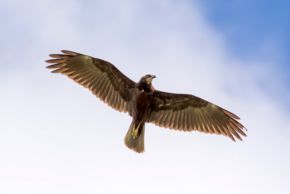 Falco di palude (Circus aeruginosus)