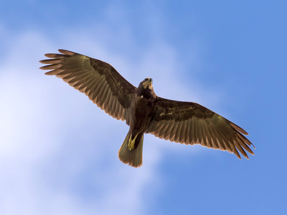 Falco di palude (Circus aeruginosus)