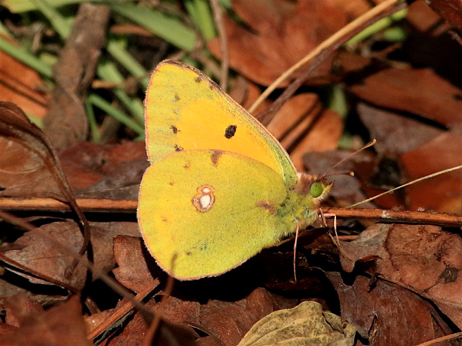 Quale Colias? C. crocea