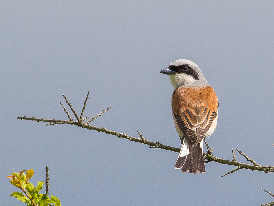 Avrla piccola (Lanius collurio)