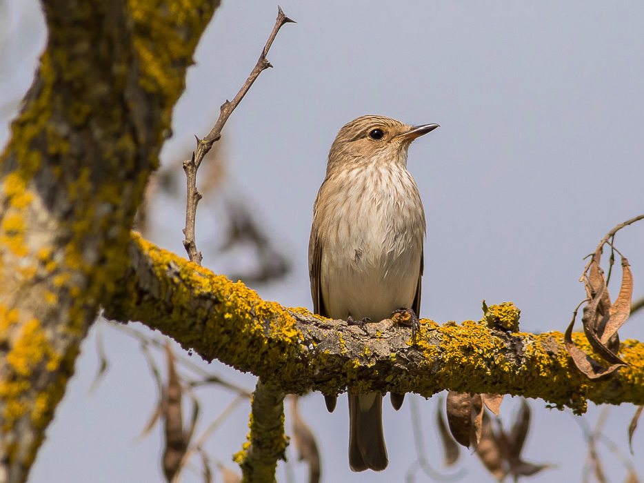 Pigliamosche (Muscicapa striata)