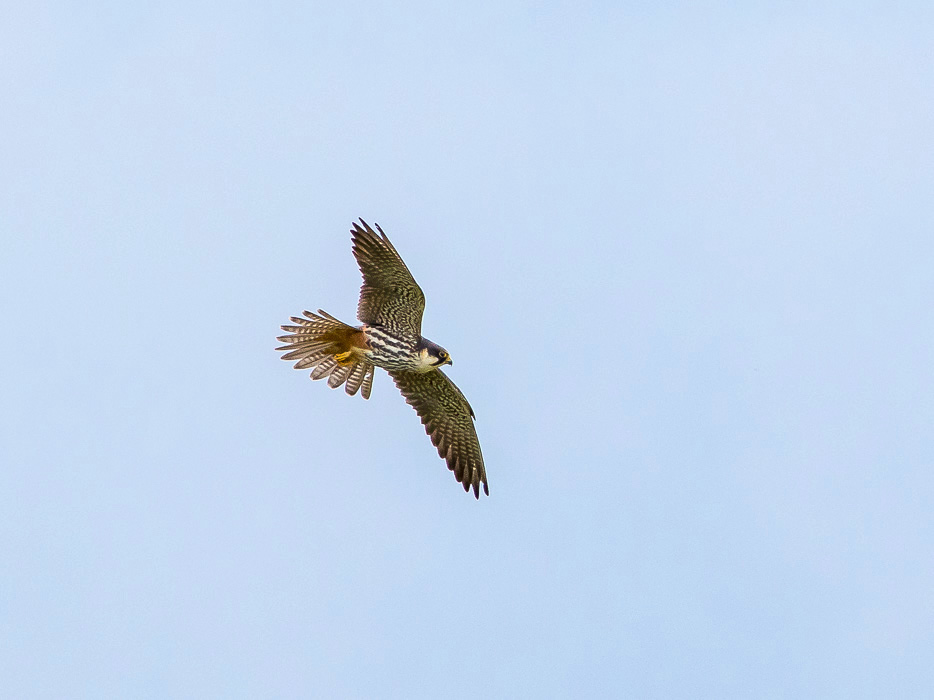 Lodolaio (Falco subbuteo)