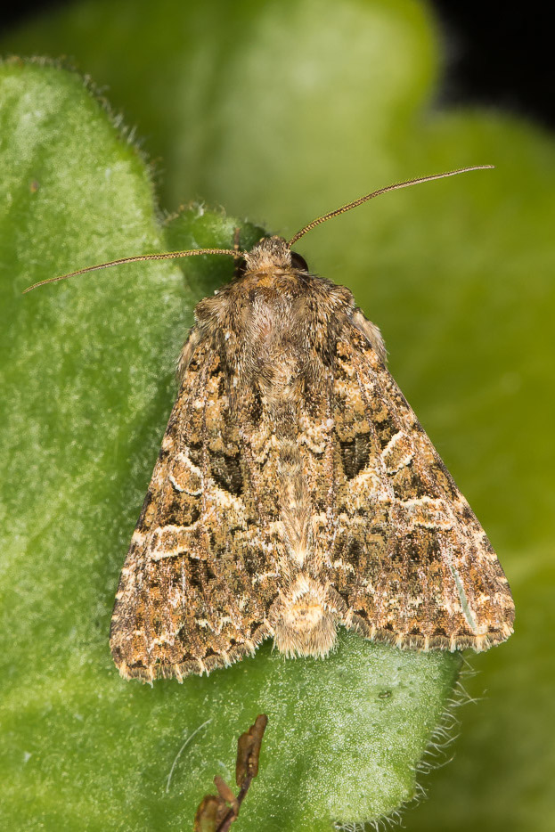 Hadena bicruris - Noctuidae