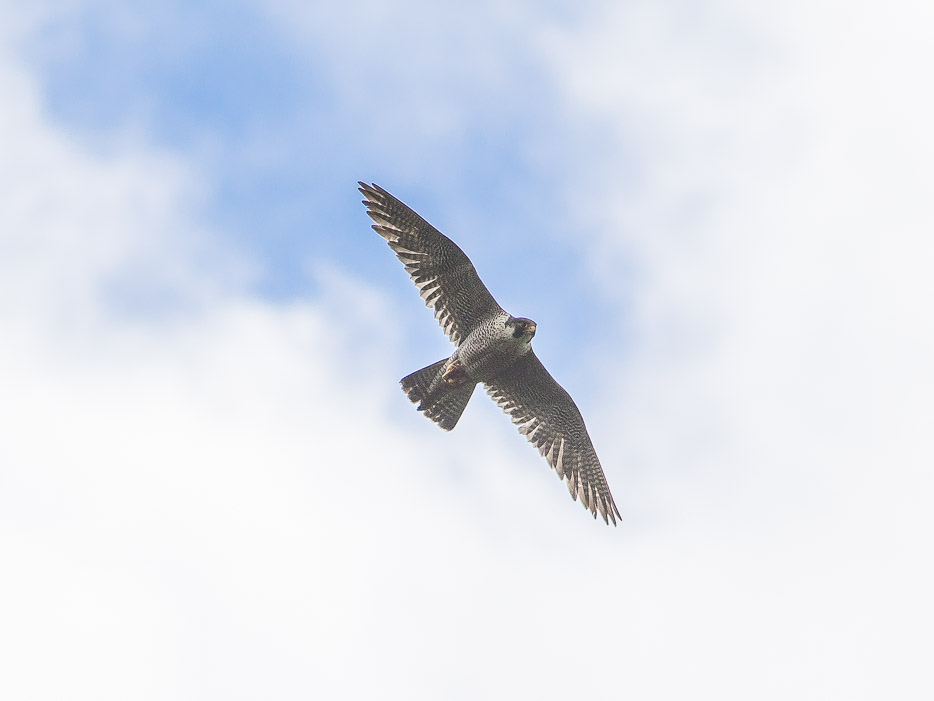 Falco pellegrino (Falco peregrinus)