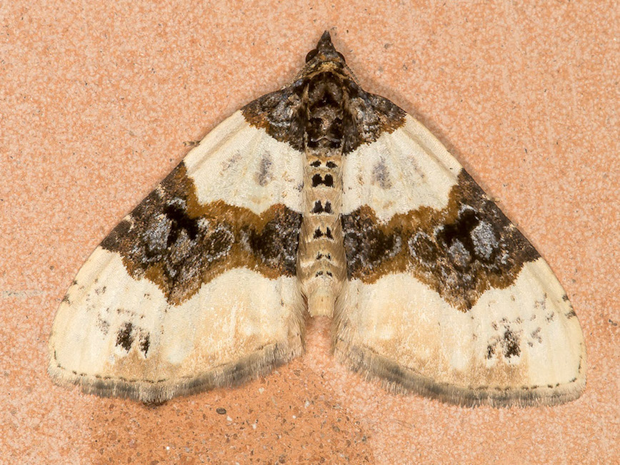 Cosmorhoe ocellata - Geometridae