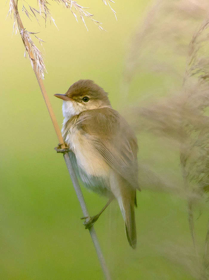 Cannaiola verdognola (Acrocephalus palustris)