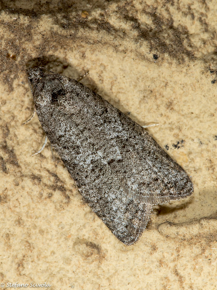 Micro da id.- Cnephasia sp., Tortricidae