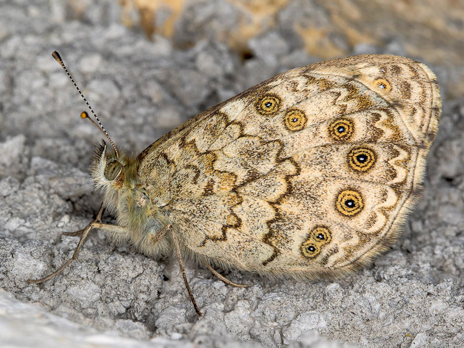 Lasiommata megera - Nymphalidae