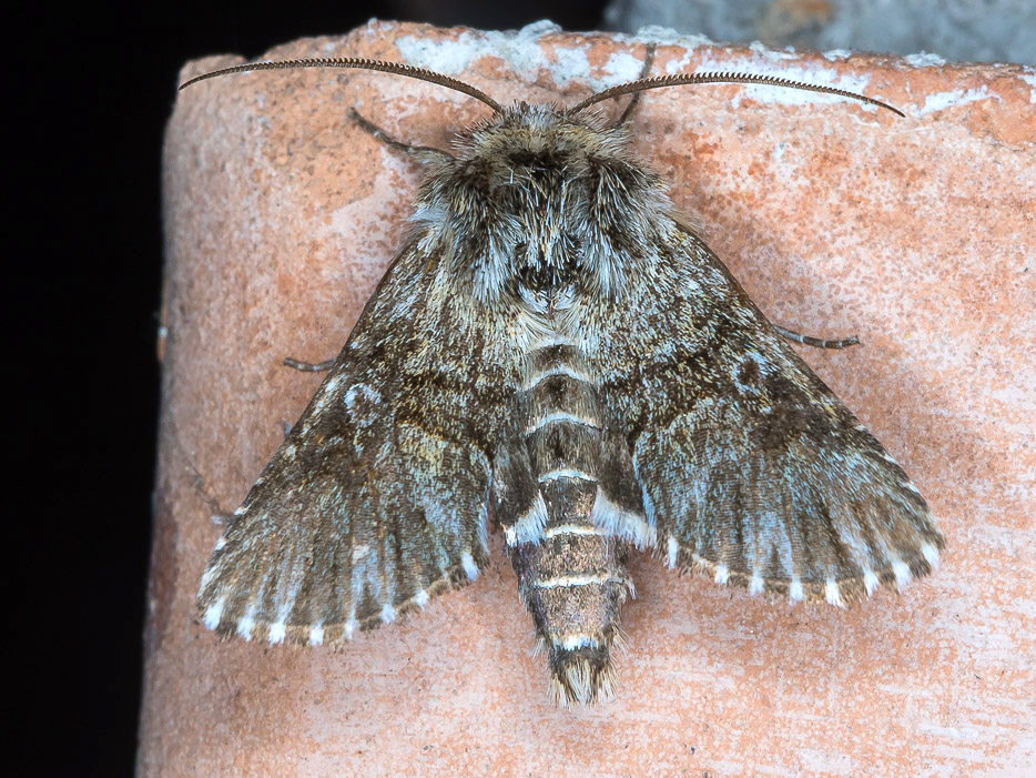 Omphalophana antirrhinii  (Noctuidae)