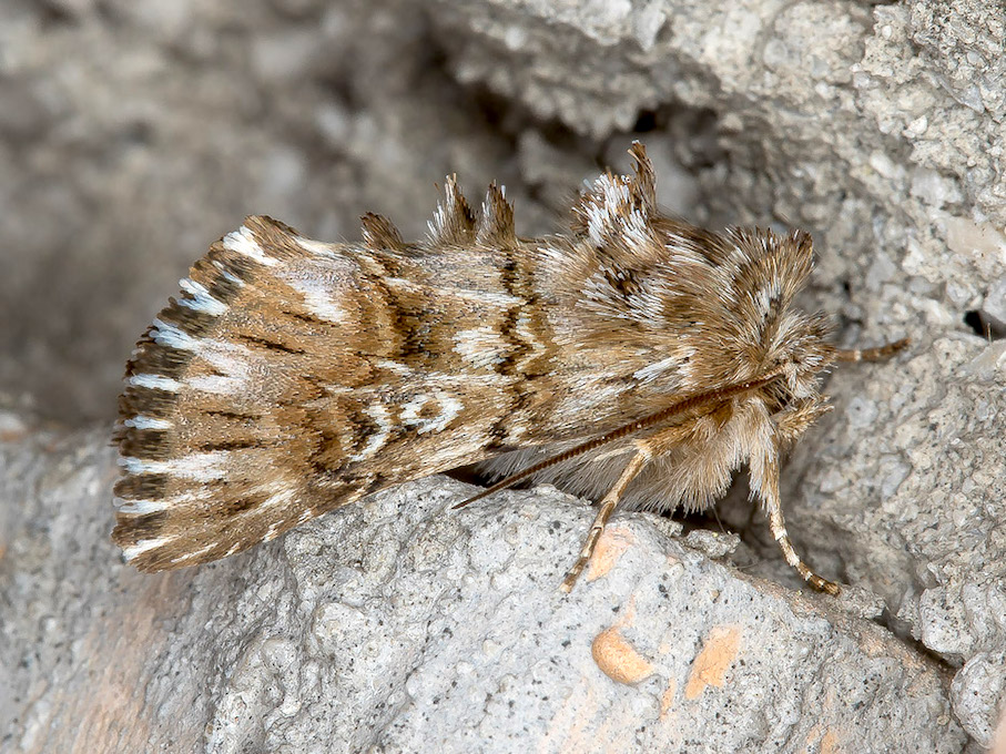 Omphalophana antirrhinii  (Noctuidae)