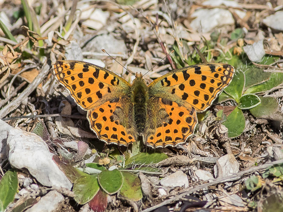 Nymphalidae - Issoria lathonia