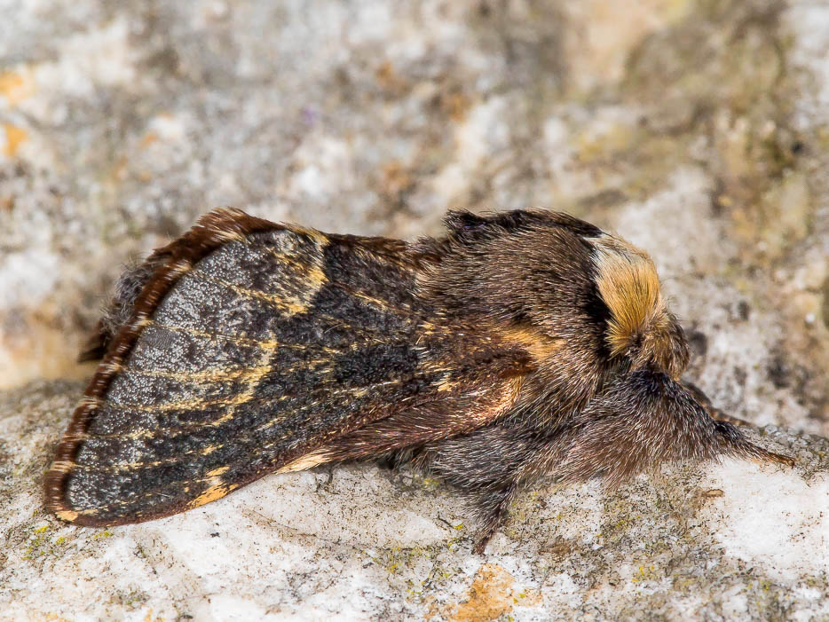 Lasiocampidae - Poecilocampa alpina ssp. canensis