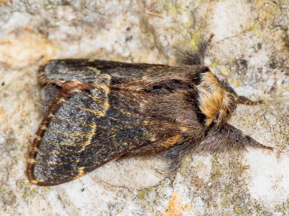 Lasiocampidae - Poecilocampa alpina ssp. canensis