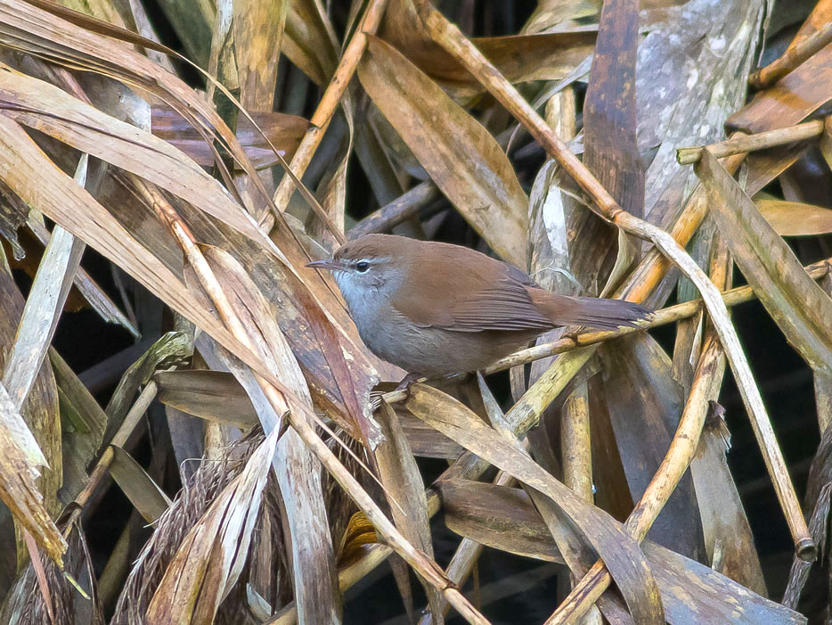 Sylviidae: Usignolo di fiume  (Cettia cetti)