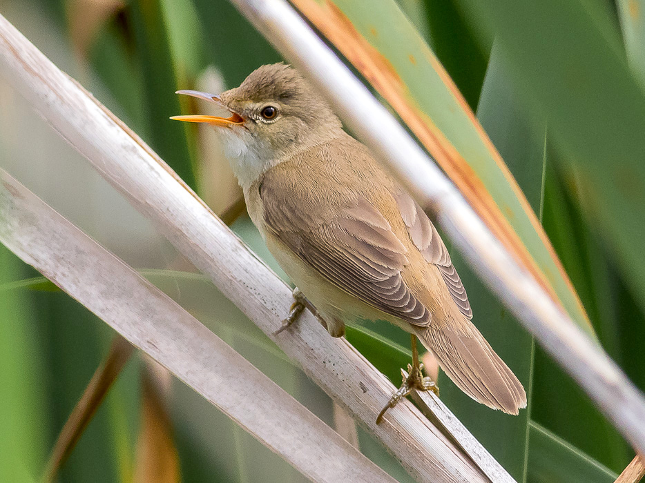 Cannaiola (Acrocephalus scirpaceus)