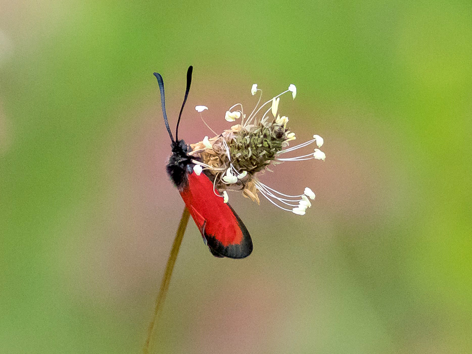 Zygaena rubicunda cfr.