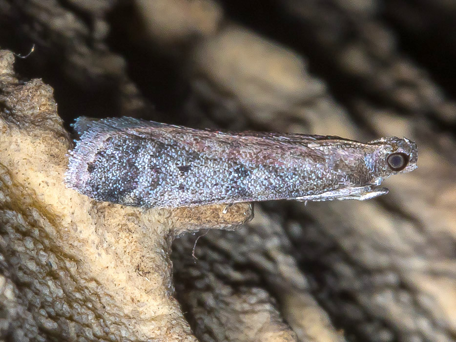 Ephestia da confermare - Ephestia unicolorella, Pyralidae